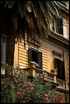 Palm tree and building. Rome, Lazio, Italy (color)