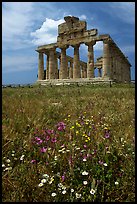 Wilflowers and Tempio di Cerere (Temple of Ceres). Campania, Italy