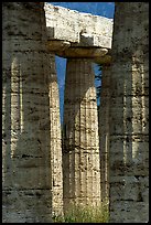 Columns of Temple of Neptune in Doric style. Campania, Italy