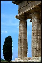Cypress and columns of Doric Greek Temple of Neptune. Campania, Italy