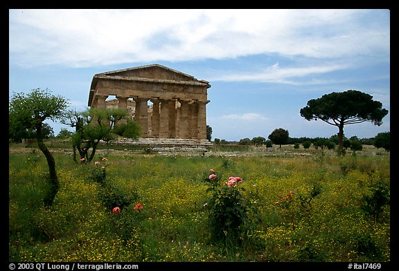 Wildflowers and Temple of Neptune. Campania, Italy (color)