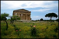 Wildflowers and Temple of Neptune. Campania, Italy ( color)