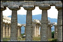 Basilica, or Temple of Hera (mid 6th century BC). Campania, Italy (color)