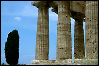 Cypress and Doruc columns of  Temple of Neptune. Campania, Italy ( color)