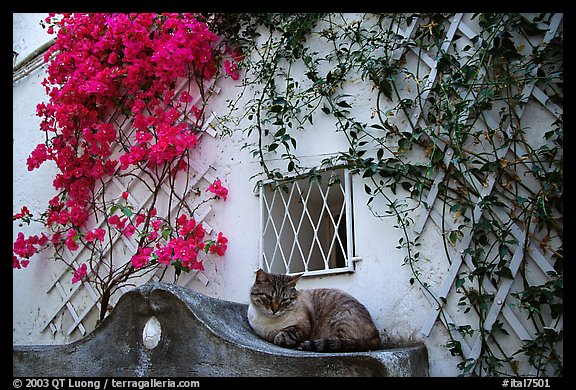 Cat and white walls with red flowers, Positano. Amalfi Coast, Campania, Italy