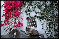 Cat and white walls with red flowers, Positano. Amalfi Coast, Campania, Italy ( color)