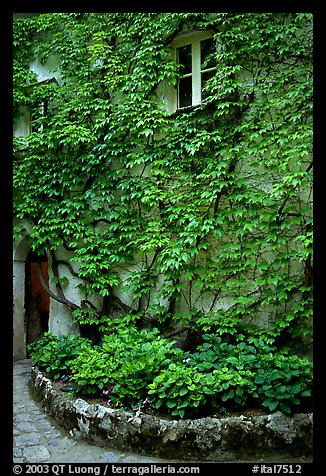 Ivy-covered wall in a Courtyard inside Villa Rufulo, Ravello. Amalfi Coast, Campania, Italy
