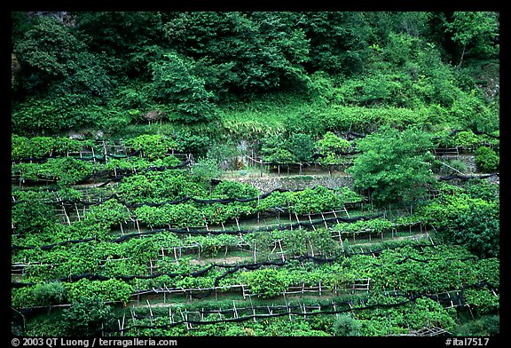 Steep hillside terraces with lemon trees. Amalfi Coast, Campania, Italy