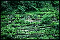 Steep hillside terraces with lemon trees. Amalfi Coast, Campania, Italy (color)