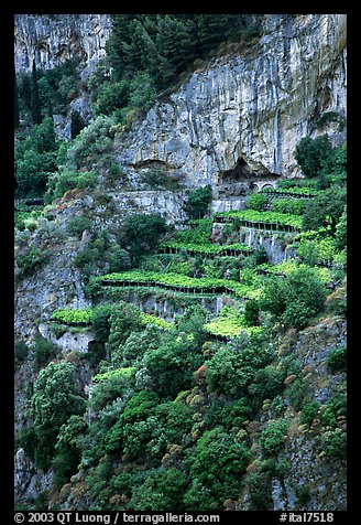 Cliffs and hillside terraces cultivated with lemons. Amalfi Coast, Campania, Italy (color)