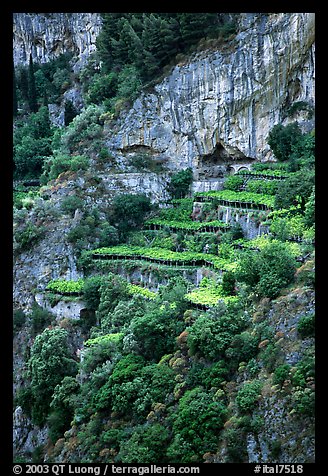 Cliffs and hillside terraces cultivated with lemons. Amalfi Coast, Campania, Italy