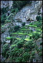 Cliffs and hillside terraces cultivated with lemons. Amalfi Coast, Campania, Italy