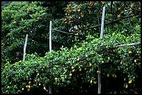 Lemon trees. Amalfi Coast, Campania, Italy (color)