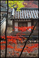 Bright autumn leaves and traditional architecture, Yeongyeong-dang, Changdeok Palace. Seoul, South Korea (color)