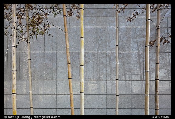 Bamboo reflected in marble wall, Dongdaemun Design Plaza. Seoul, South Korea (color)