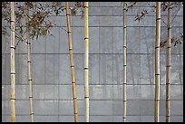 Bamboo reflected in marble wall, Dongdaemun Design Plaza. Seoul, South Korea (color)