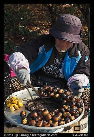 Woman grilling chestnuts. Daegu, South Korea (color)