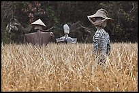 Scarecrows in field. Hahoe Folk Village, South Korea ( color)
