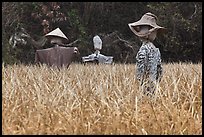 Scarecrows in field. Hahoe Folk Village, South Korea