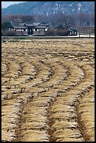 Fields with cut crops and historic house. Hahoe Folk Village, South Korea ( color)