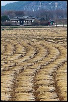 Fields with cut crops and historic house. Hahoe Folk Village, South Korea