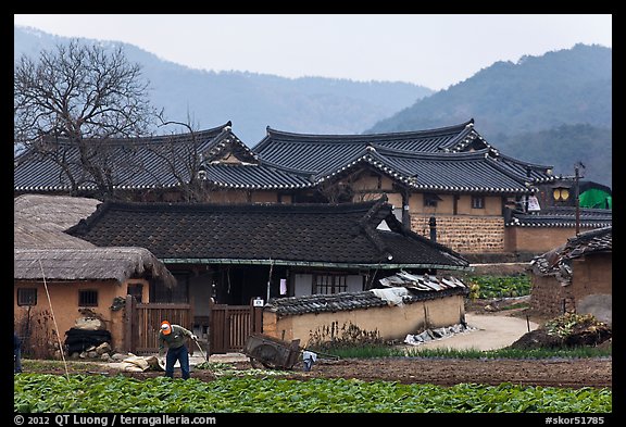Villager tending to fields in front of ancient houses. Hahoe Folk Village, South Korea (color)
