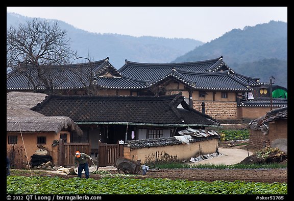 Villager tending to fields in front of ancient houses. Hahoe Folk Village, South Korea