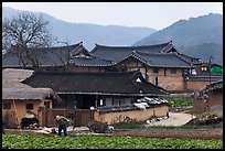 Villager tending to fields in front of ancient houses. Hahoe Folk Village, South Korea (color)