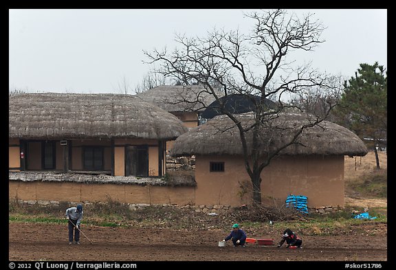 Villagers cultivating fields by hand in front of straw roofed houses. Hahoe Folk Village, South Korea