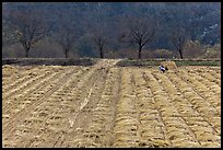 Field with cut crops and villager. Hahoe Folk Village, South Korea (color)