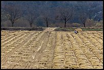 Field with cut crops and villager. Hahoe Folk Village, South Korea