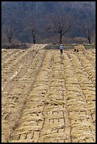 Villager in field. Hahoe Folk Village, South Korea ( color)