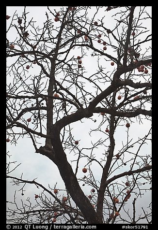 Pomegranate tree with bare branches and fruits. Hahoe Folk Village, South Korea