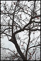 Pomegranate tree with bare branches and fruits. Hahoe Folk Village, South Korea