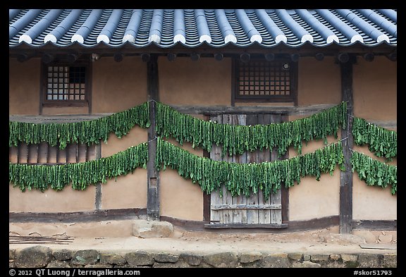 House wall with greens drying. Hahoe Folk Village, South Korea (color)