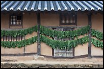 House wall with greens drying. Hahoe Folk Village, South Korea ( color)