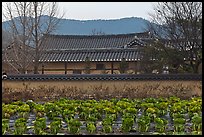 Cabbage field and residence. Hahoe Folk Village, South Korea ( color)