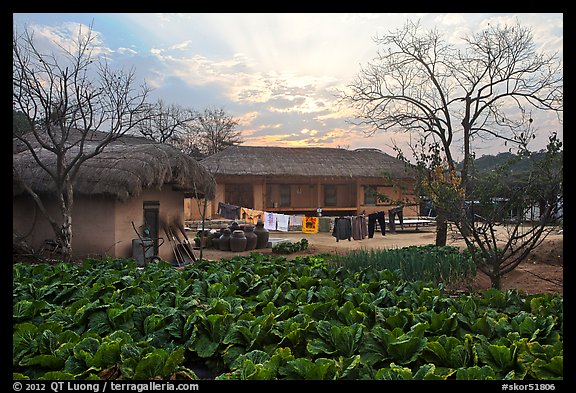 Cabbage field and rural house at sunset. Hahoe Folk Village, South Korea