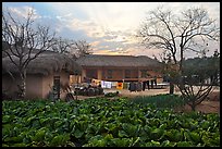 Cabbage field and rural house at sunset. Hahoe Folk Village, South Korea