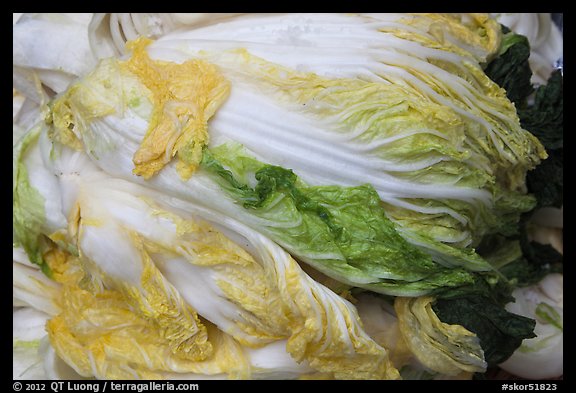 Baechu (napa cabbage) used for kimchi. Gyeongju, South Korea (color)