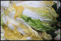 Baechu (napa cabbage) used for kimchi. Gyeongju, South Korea ( color)