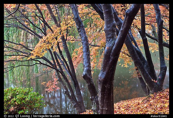 Pond and fall foliage, Bulguksa. Gyeongju, South Korea (color)