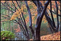 Pond and fall foliage, Bulguksa. Gyeongju, South Korea ( color)