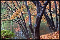 Pond and fall foliage, Bulguksa. Gyeongju, South Korea ( color)