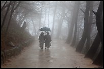 Nuns walking with unbrella on foggy path, Seokguram. Gyeongju, South Korea