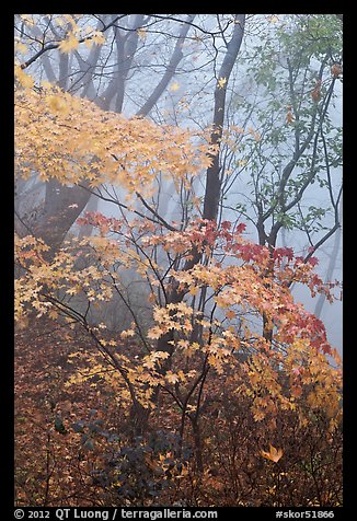 Autumn leaves in fog, Seokguram. Gyeongju, South Korea (color)