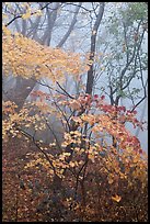 Autumn leaves in fog, Seokguram. Gyeongju, South Korea ( color)