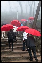 Pilgrims with red unbrellas, Seokguram. Gyeongju, South Korea