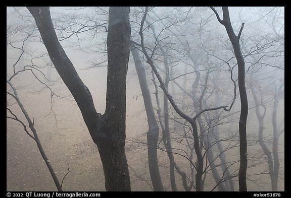 Forest in fog, Seokguram. Gyeongju, South Korea (color)