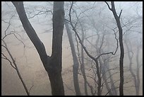 Forest in fog, Seokguram. Gyeongju, South Korea